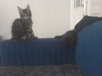 ORİJİNAL SAFKAN MAİNE COON BEBEKLER AİLEYE UYGUN