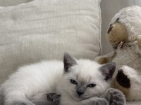 British Shorthair Kedisi