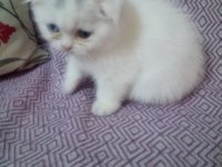 Scottish fold yavru