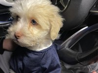 Ayı surat maltipoo yavrularımız