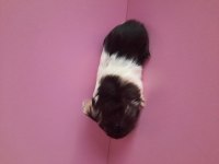 Safkan sheltie ginepig yavrumuz