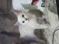 Son 2 erkek british longhair