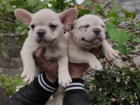 Blue tan platinyum french bulldog