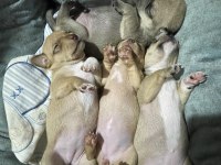 2 aylık pinscher
