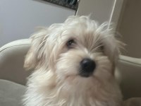 Yeni Malta Terrier Yavrularımız