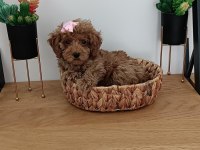 2.5 kiloda kalacak Toy Poodle Bir dişi bir erkek