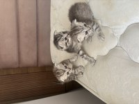 Scottish fold mearbel cins