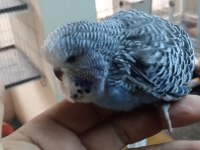 Şov jumbo yavru muhabbet kuşu