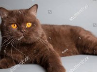 Chocolate british shorthair