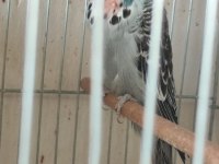 Jumbo Show jumbo muhabbet kuşları mevcuttur yavru ve çift