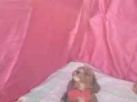 POODLE KALİTESİNDE CAVAPOO YAVRULARIMIZ