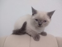 Kaliteli tatlı british shorthair yavrular