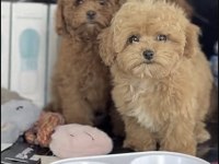 Toy Poodle Köpeği