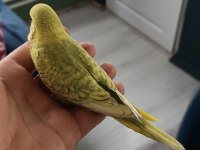 Yeni yeme düşmüş muhabbet kuşu yavrular