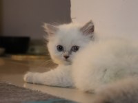 Scottish Fold yavru kedimiz