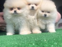 2.5 aylık 2 dişi ve 1 erkek üst kalite pomeranian boo
