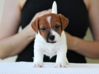 FCI Şecereli, Kayıtlı, Şampiyon Soydan Jack Russell