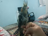 Yavru sultan papağanı