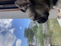 10 aylık dişi french bulldog