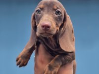 Yurtdışından Dachshund Yavrular