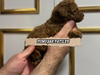 RED POODLE YAVRULAR