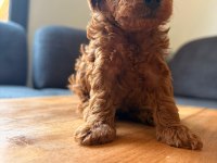 TEACUP TOY POODLE YAVRULAR KG GARANTİLİ
