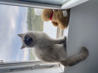 2si anne baba 4 yavru british shorthair