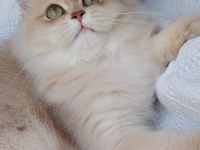 Show Kalite Erkek British Longhair