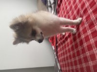 4 aylık spitz köpeğimiz