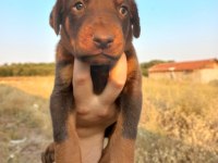 Orjinal king doberman yavrular