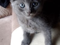 Scottish Fold 2 Aylık Kedimiz