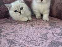 British Shorthair Blue Point