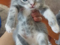 Babası exotic annesi scottish fold