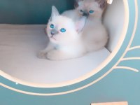 Blue point british shorthair bebekler