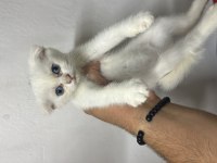 WC eğitimli sağlıklı scottish fold