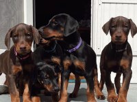 Bibloya Gerek Yok Biblo Gibi Doberman