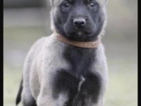 Belçika Kurdu Köpeğimiz