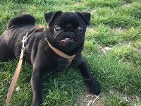1 yaşında erkek siyah pug