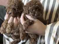 Toy Poodle Köpeği