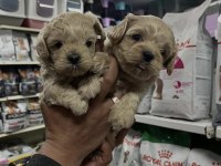 Türünün en güzellerinden sunmaya devam maltipoo aşk