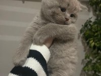 Blue point kan taşıyıcı yavrular british longhair