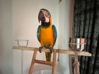 Belgeli kayıtlı A kalite macaw