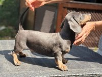 Orjinal Dachshund (sosis) Yavrunuz