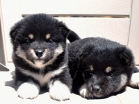 Shiba İnu Minyatür Yavrular