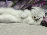 En iyi dost scottish fold