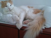 Main Coon Dişi Kedimiz