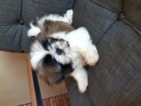 Şecereli shih tzu yavrular