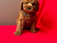 Safkan Toy Poodle Bebekler