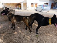 Belçika Malinois (kurdu)