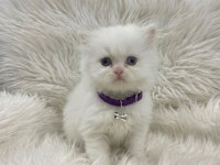 Odd Eys British Longhair Güzellik